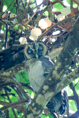 Strix leptogrammica