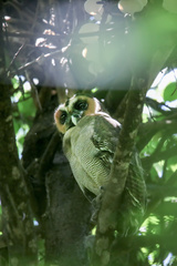 Strix leptogrammica