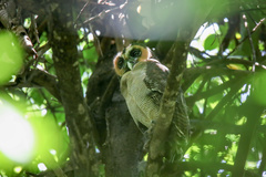 Strix leptogrammica
