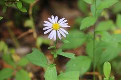Aster microcephalus
