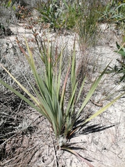 Tritoniopsis antholyza