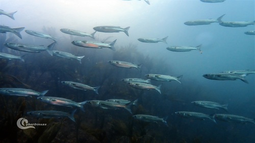 Thinlip Mullet