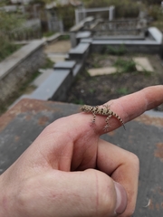 Tenuidactylus caspius