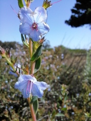 Lobostemon glaucophyllus
