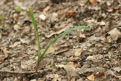 Cremastra appendiculata variabilis