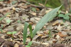 Cremastra appendiculata variabilis