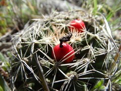 Escobaria missouriensis