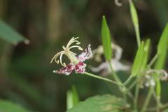 Tricyrtis macropoda