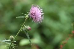 Cirsium nipponicum incomptum
