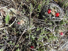 Escobaria missouriensis