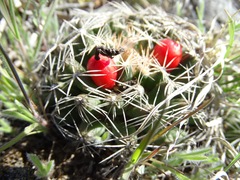 Escobaria missouriensis