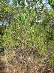 Baccharis retusa