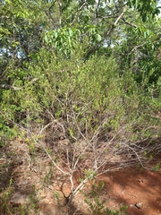 Baccharis retusa