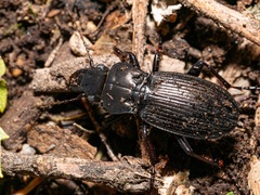 Megadromus guerinii