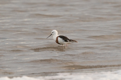 Cladorhynchus leucocephalus