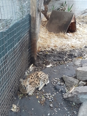 Leptailurus serval serval