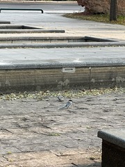 Cyanopica cyanus