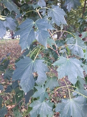 Acer
