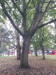 Acer