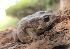 Duttaphrynus melanostictus