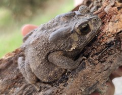Duttaphrynus melanostictus