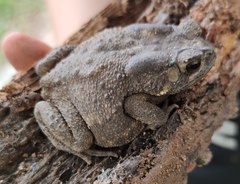 Duttaphrynus melanostictus