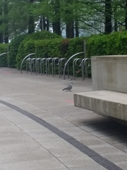 Columba palumbus