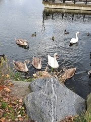 Cygnus olor