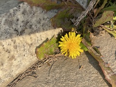 Taraxacum