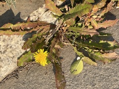 Taraxacum