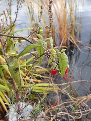 Solanum dulcamara