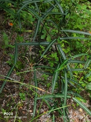 Hemidesmus indicus