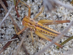 Metaballus frontalis