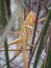 Metaballus frontalis