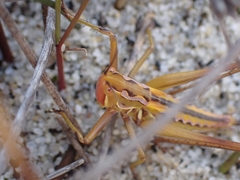 Metaballus frontalis