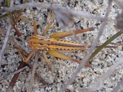 Metaballus frontalis