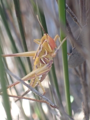 Metaballus frontalis