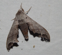 Polyptychoides grayii