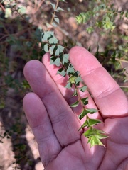 Pultenaea spinosa