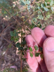 Pultenaea spinosa