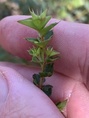 Pultenaea spinosa