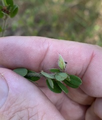 Pultenaea millarii