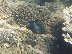 Plectroglyphidodon gascoynei