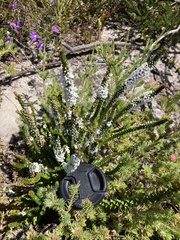 Epacris coriacea