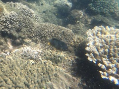 Plectroglyphidodon gascoynei