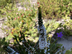Epacris coriacea