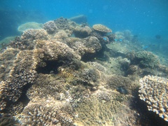 Plectroglyphidodon gascoynei