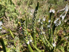 Epacris coriacea