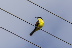 Pitangus sulphuratus