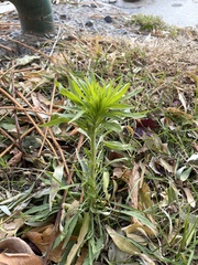 Erigeron canadensis
